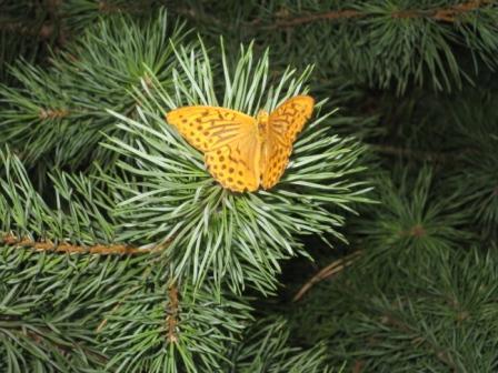 дело рук Творца - Забелочье