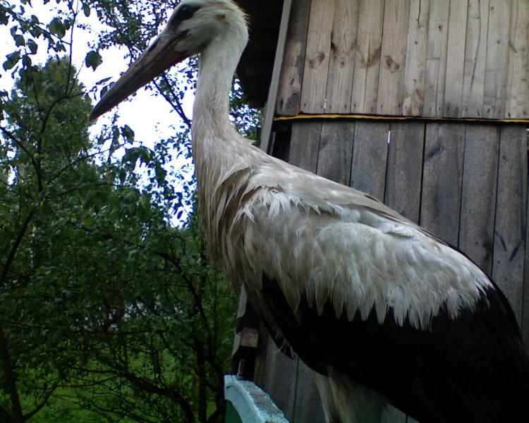 Літо - Головлі