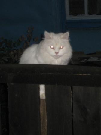 зверьё моё - Забелочье