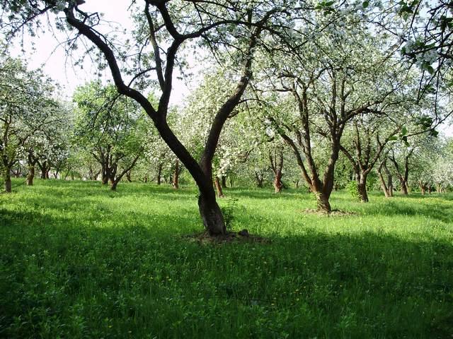 Моє село - Snitkiv