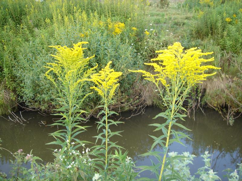Краєвиди - Жемелинці