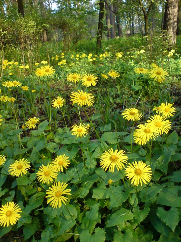 Поїзди гудуть за Ірпінню... - Ірпінь