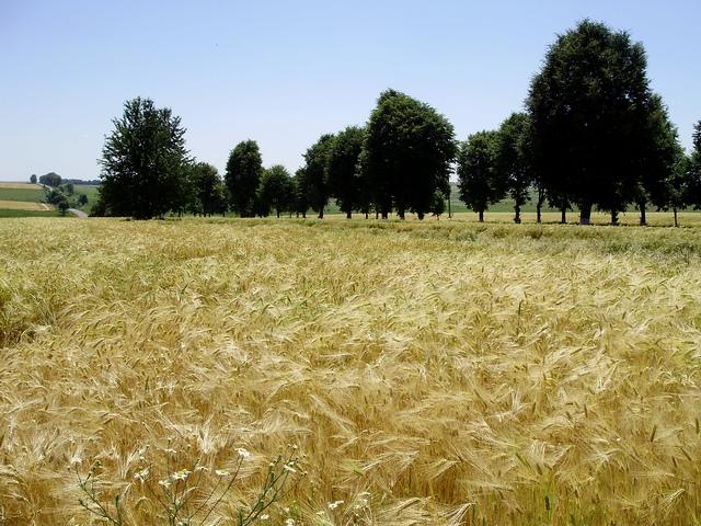 Моє село - Snitkiv