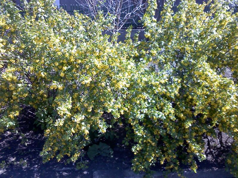 Новоселівка - Новоселівка