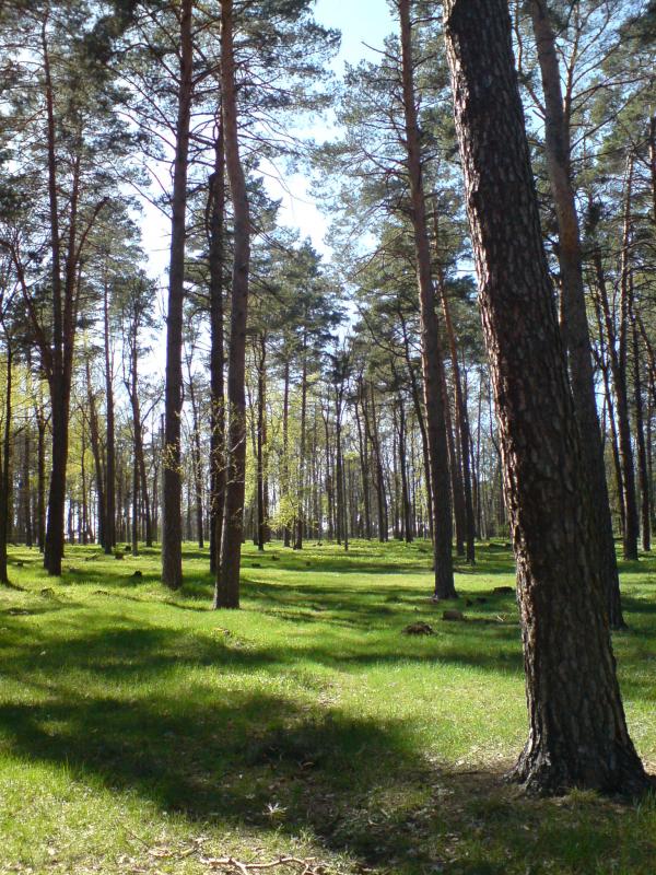 Поїзди гудуть за Ірпінню... - Ірпінь
