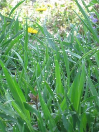 дело рук Творца - Забілоччя