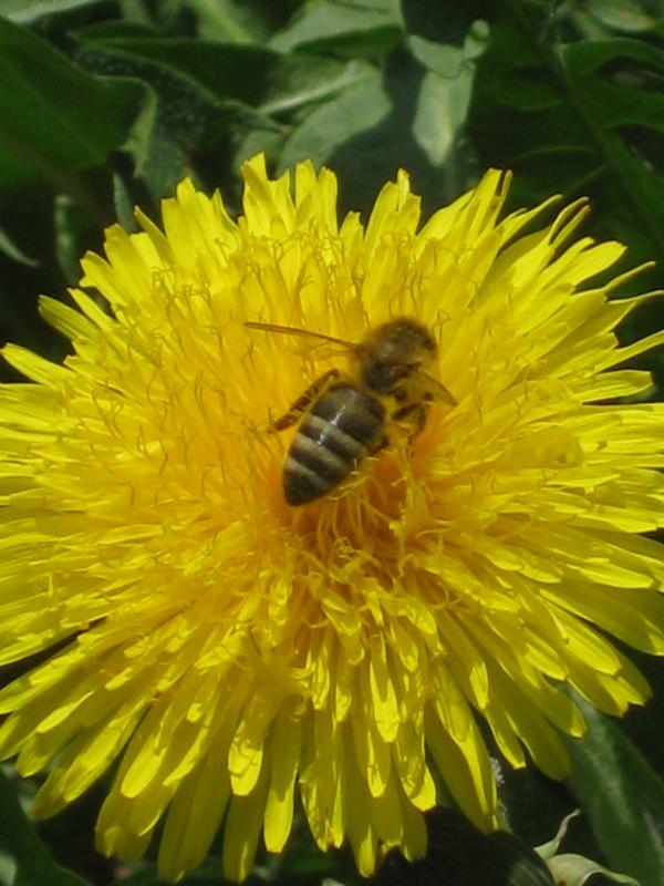 дело рук Творца - Забілоччя