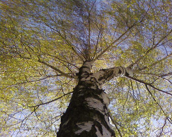 Мальовниче Березове - Березове