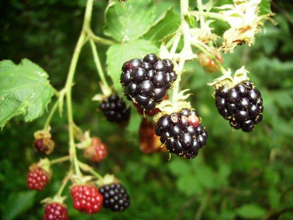 З солодким присмаком чорниці на губах... - Стопчатів