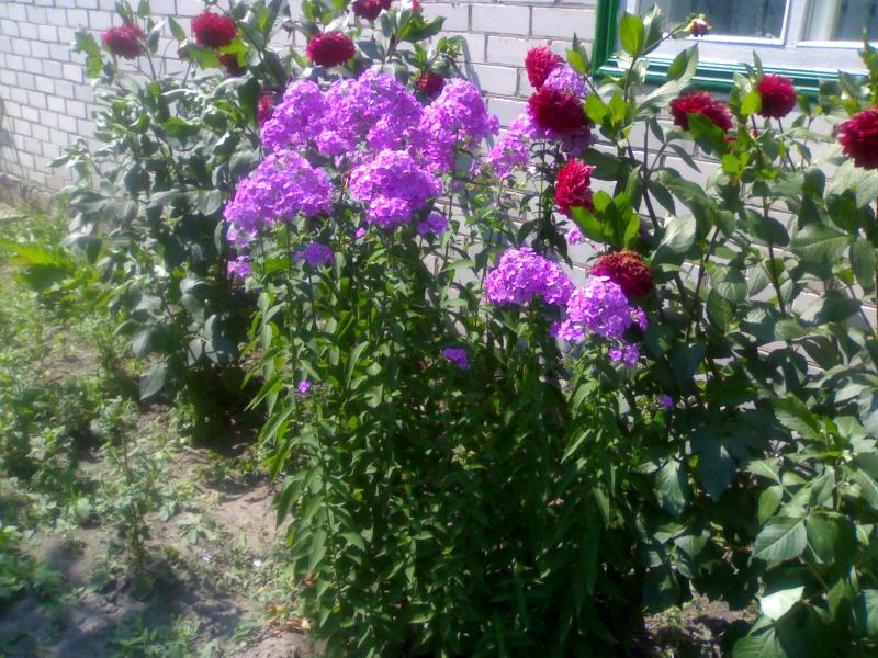 Моє рідне село - Степные Хутора