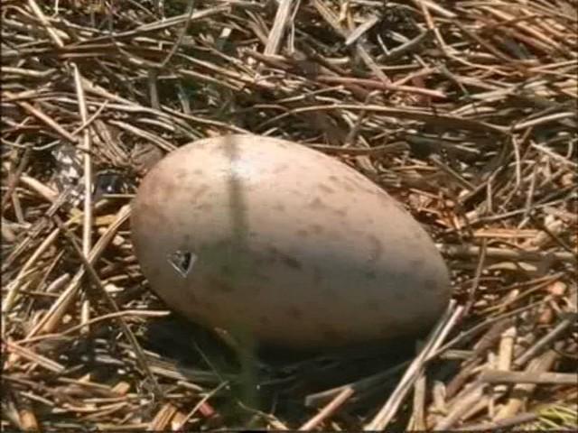 Цікавинки нашого села - Березовое