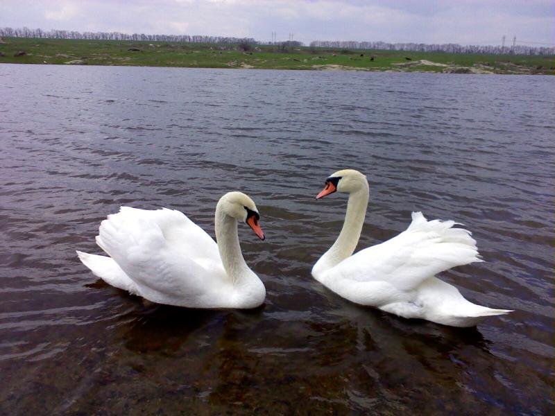 Новоселівка - Новоселівка