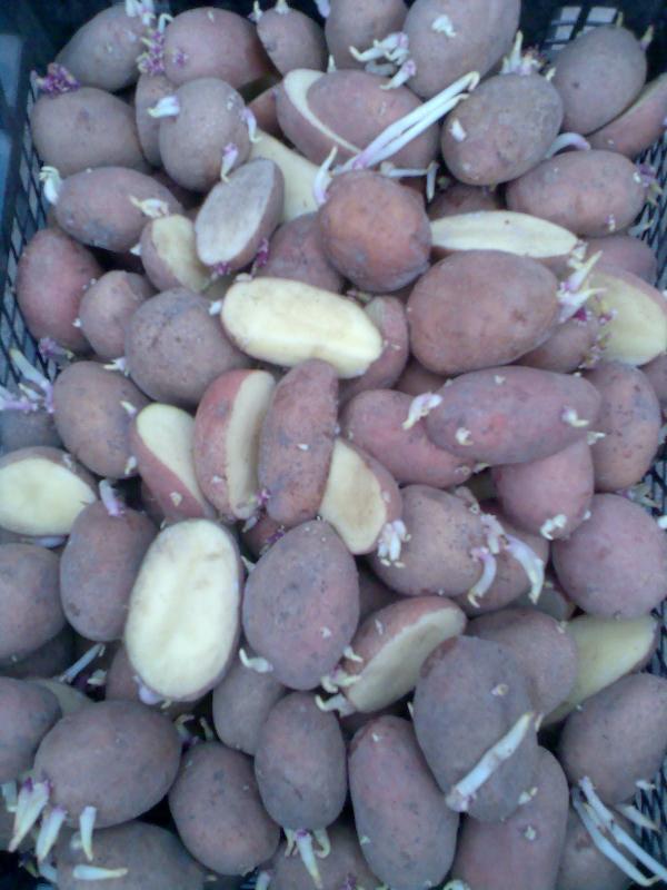 Тарасів - Тарасів