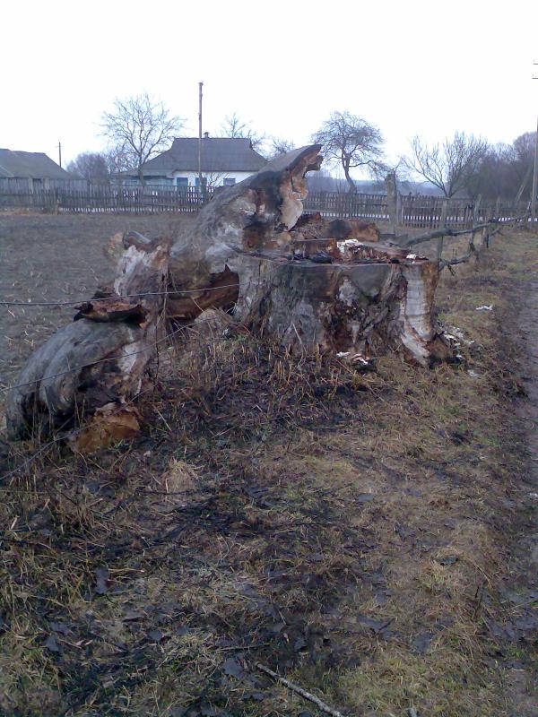Тарасів - Тарасов