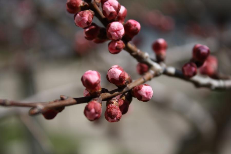 Весна - Будымля