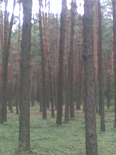 OUR VILLAGE - Богуші