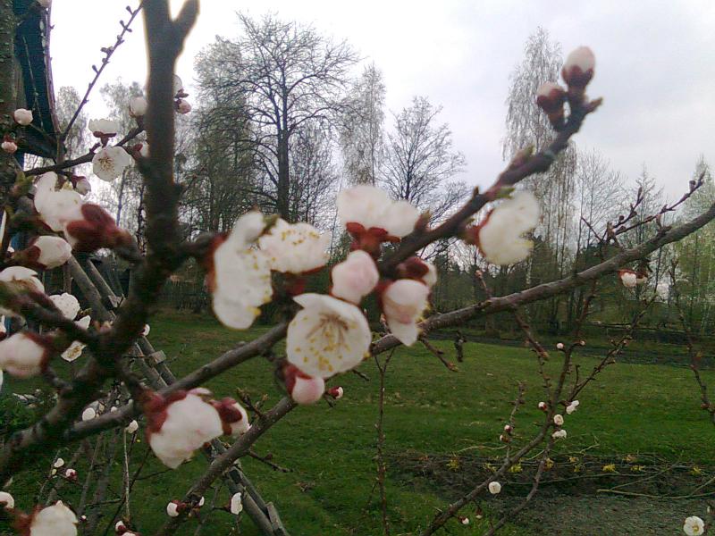 Весна іде... - Переброди