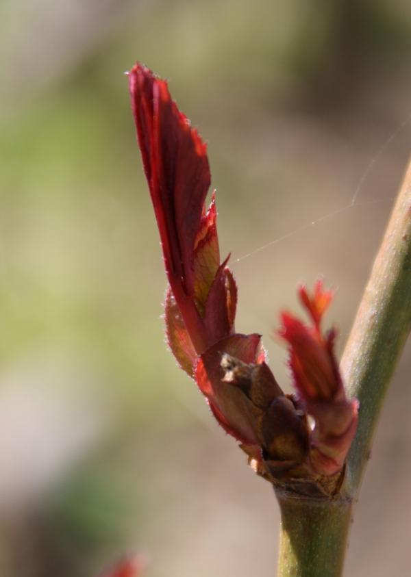 Весна - Будымля