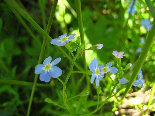 Село забути неможливо... - Стопчатів
