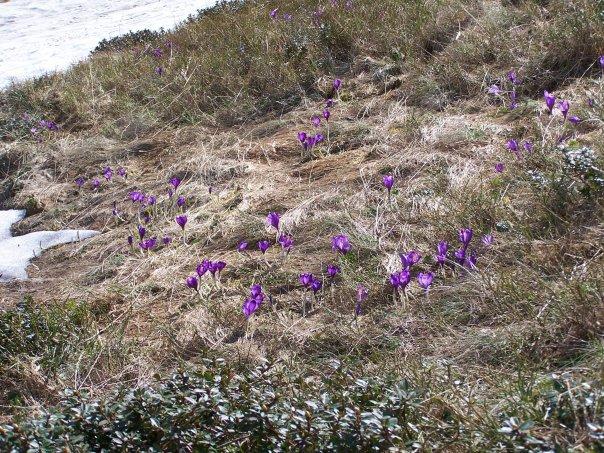 Моє заквітчане село... - Стопчатів