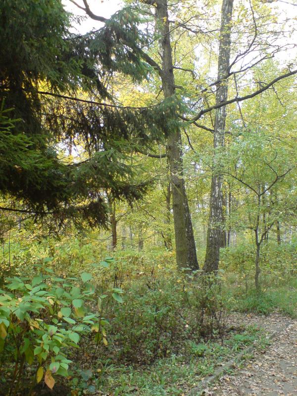 Поїзди гудуть за Ірпінню... - Ірпінь