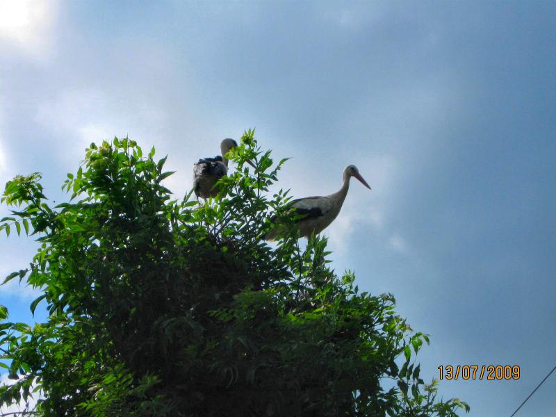 природа - Збриж