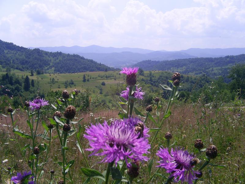 Загальний вигляд на село - Ямельниця