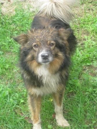 зверьё моё - Забілоччя