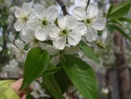 Краєвиди та життя Нової Басані