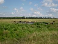 Поездка к бабушке