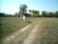 Будо-Вороб'ї - Останні фото