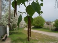 Краєвиди та життя Нової Басані