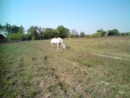 Будо-Вороб'ї - Останні фото