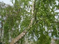 Краєвиди та життя Нової Басані