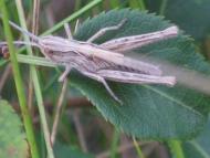 дело рук Творца