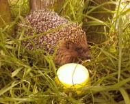 Цікавинки нашого села