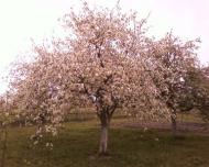 Мальовниче Березове