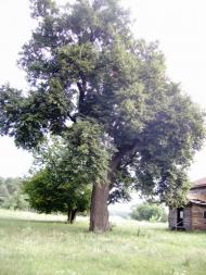 Чорбівські краєвиди