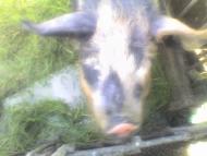 Я і моє село