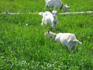 Мальовничі куточки села Бровки