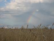 Родное село