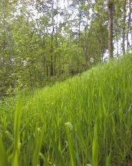 Мальовниче Березове