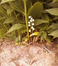 Мальовниче Березове