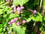 Моя Батьківщина