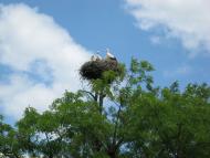 Моя Батьківщина