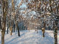 Родное село