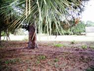 Чорбівські краєвиди