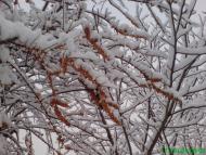 Краєвиди Миргорода