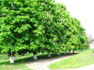 Моя Батьківщина