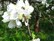 Моя Батьківщина